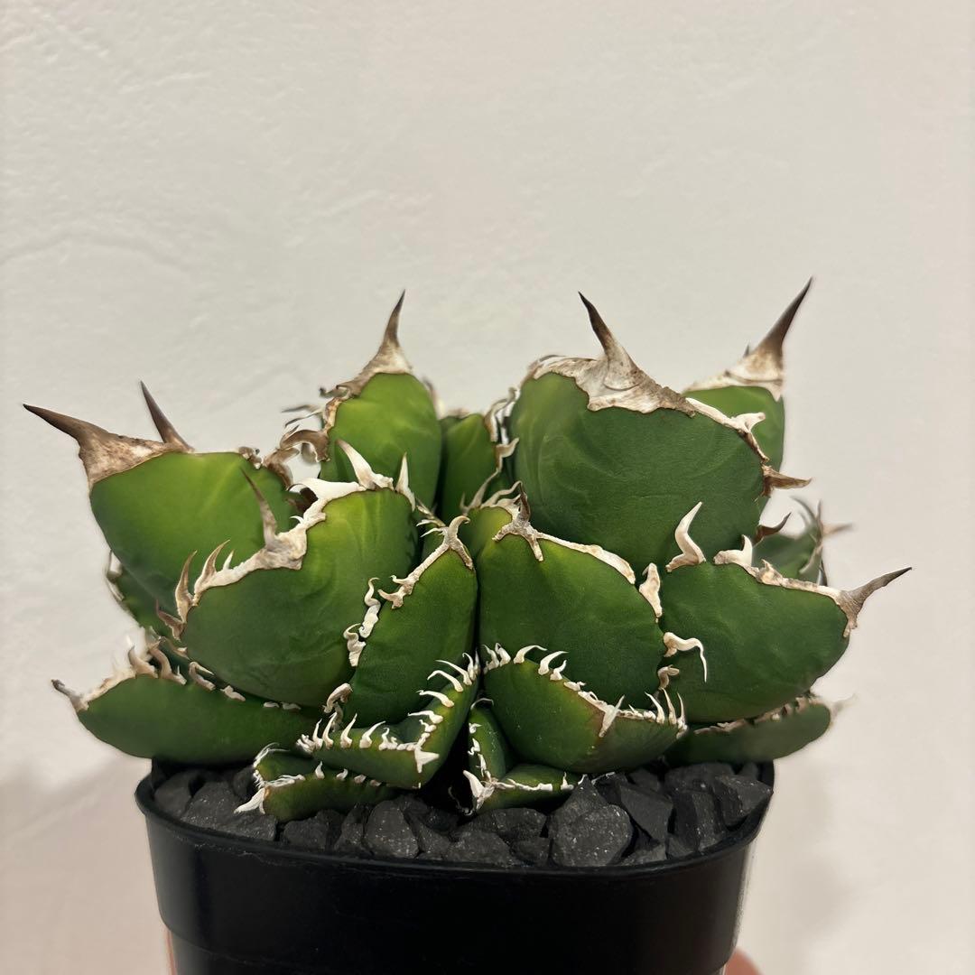 アガベ　南アフリカダイヤモンド　SAD ダブルヘッド