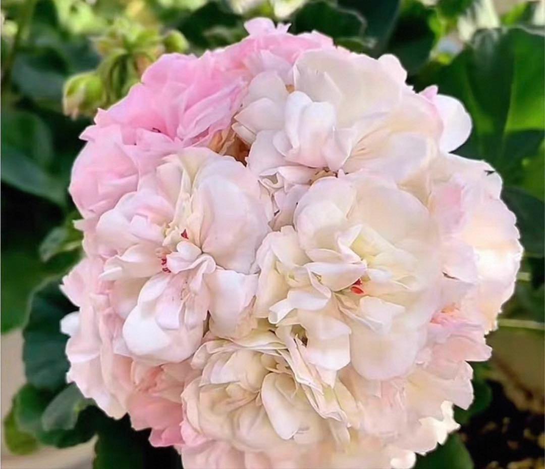 超珍しい品種ゼラニウム　日本初ゼラニウム苗　MT01