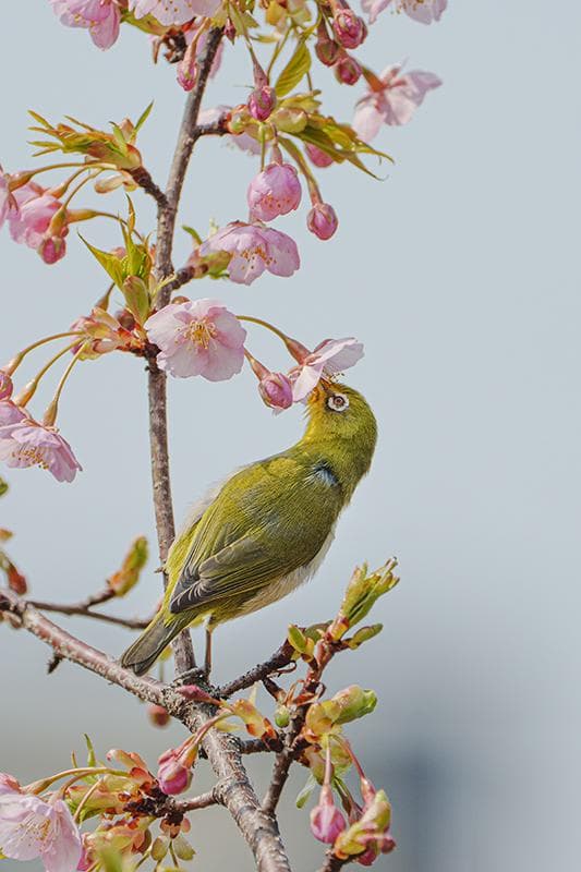 FE 100-400mm F4.5-5.6 GM OSS　RRSプレート付