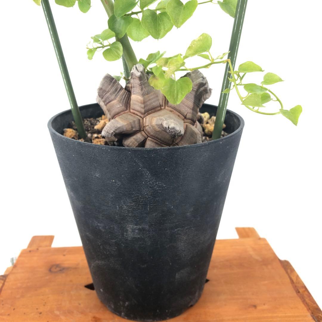 アフリカ亀甲竜　5号