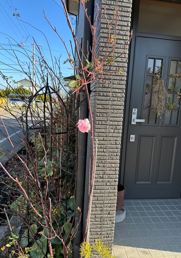 ERメアリー ディレイニー【大苗】イングリッシュローズ（モーティマーサックラー）