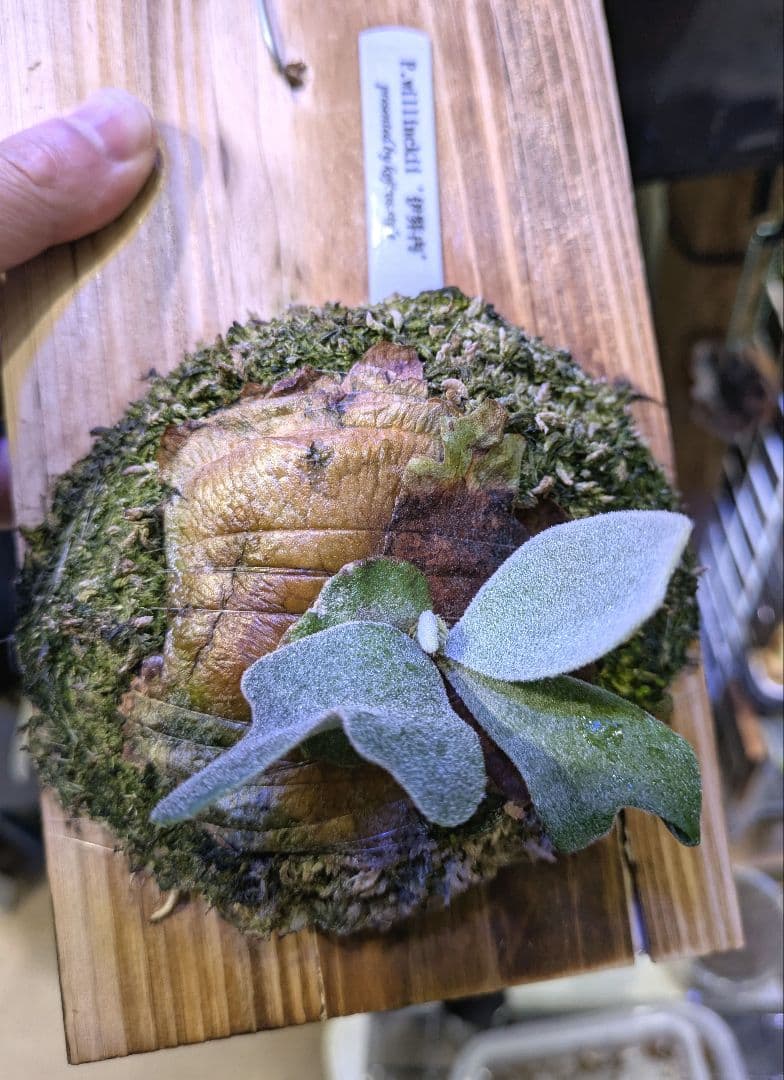 ビカクシダ☆イザナミ☆Izanami☆伊弉冉☆OC☆板付け②☆限定特価