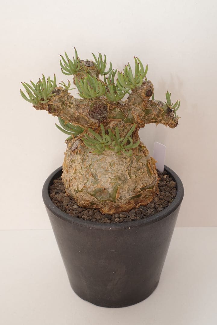 【コレクション株】チレコドン ペアルソニー “白象 “発根済 現地球