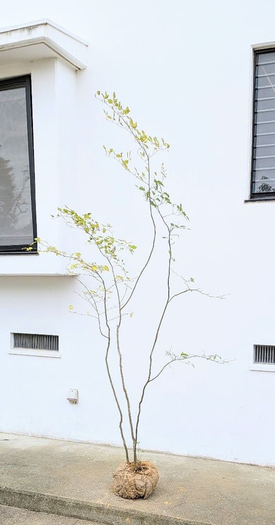 極美。山採りアオハダ株。