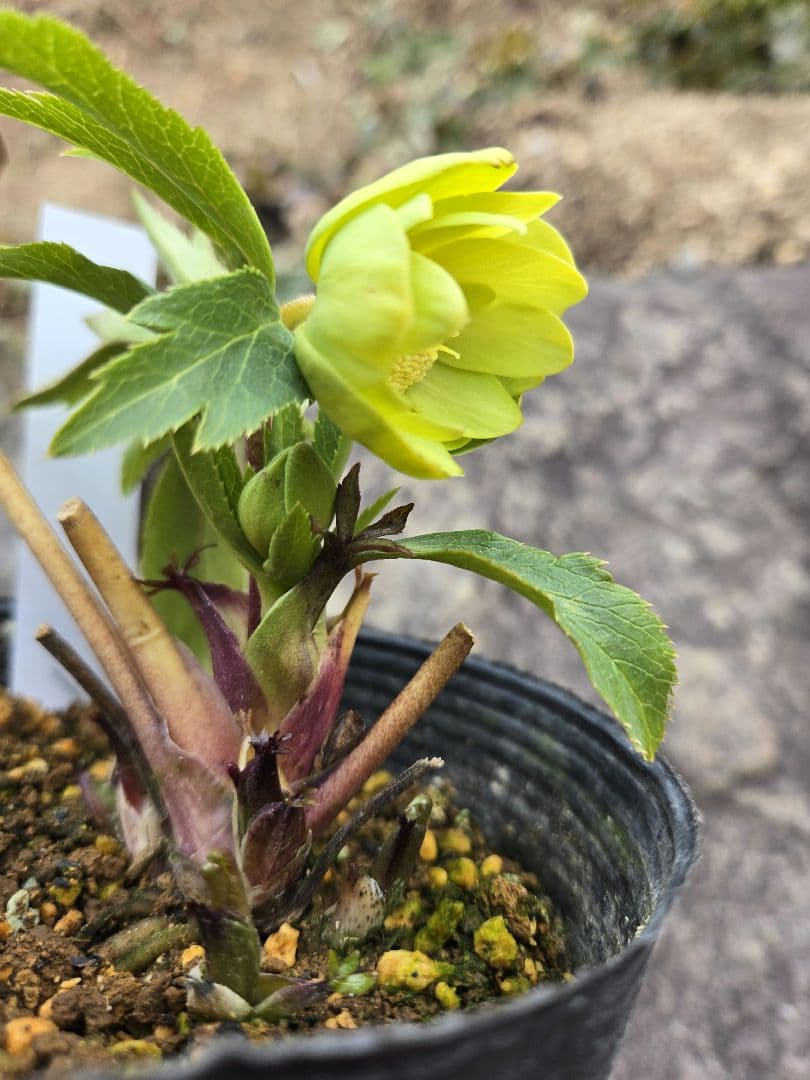 未株分　グリーニッシュオーレア　玉　ギョク　クリスマスローズ　大木