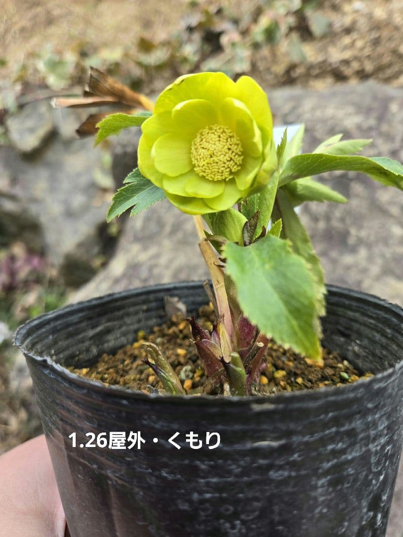 未株分　グリーニッシュオーレア　玉　ギョク　クリスマスローズ　大木