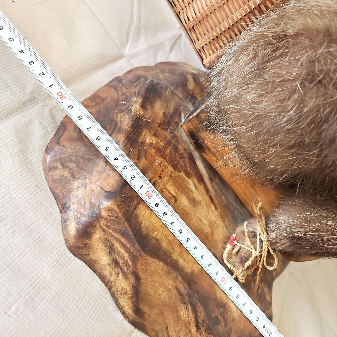 剥製　狸　タヌキ　獣　縁起物　商売繁盛　出世運　レトロ　天然木　台座付き