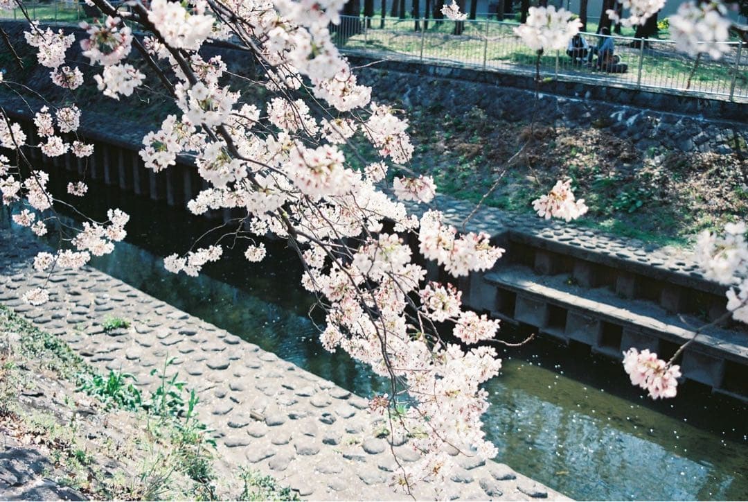 アリア CONTAX Aria＋Carl Zeiss Vario-Sonnar