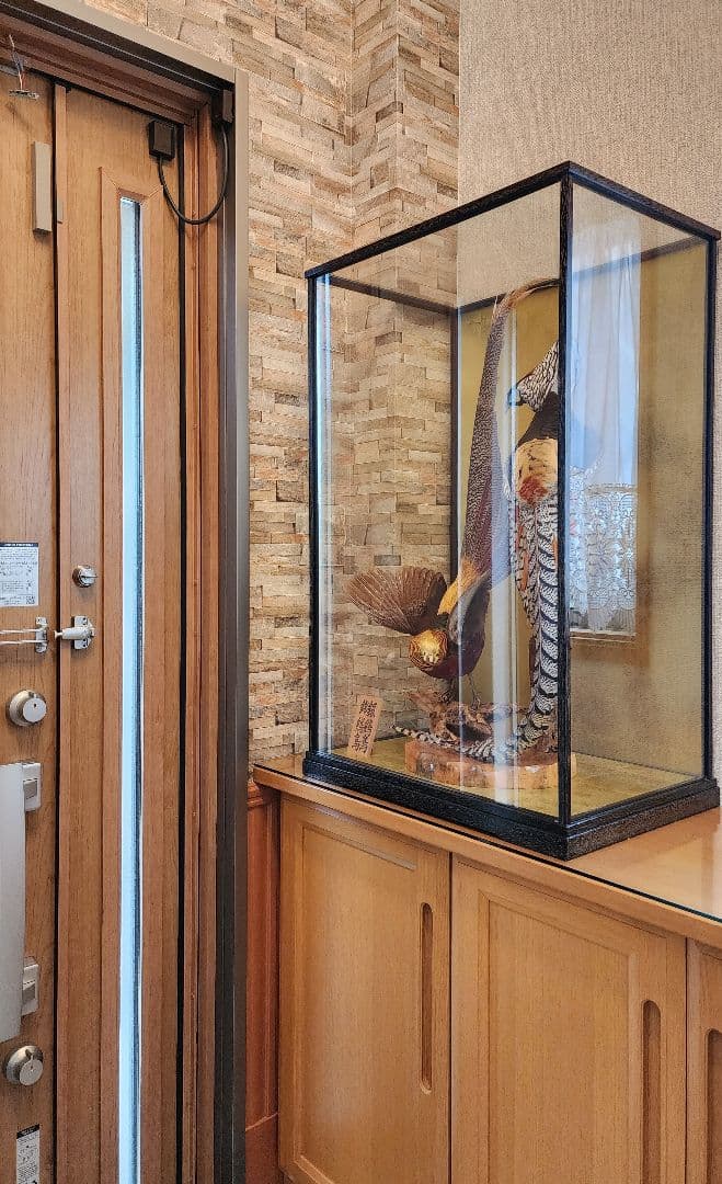 特大 銀鶏鳥 錦鶏鳥 剥製 置物 高級木製枠ガラスケース