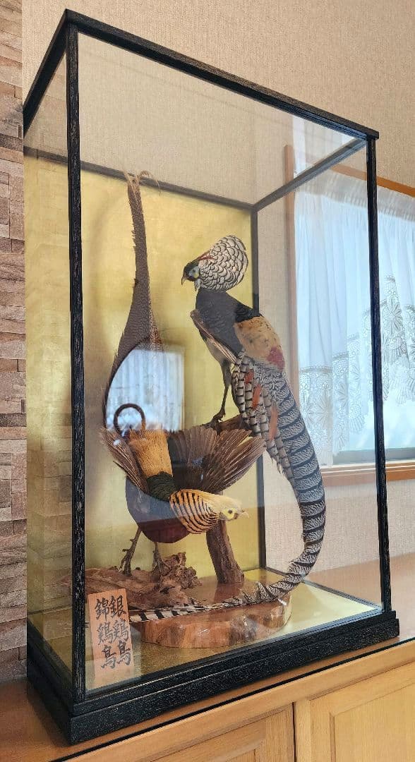 特大 銀鶏鳥 錦鶏鳥 剥製 置物 高級木製枠ガラスケース