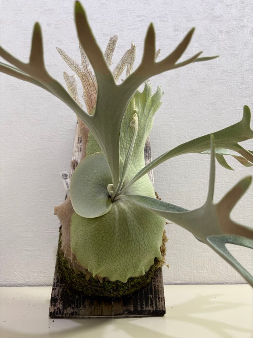 comolebi celso tatsuta 親株　ビカクシダ