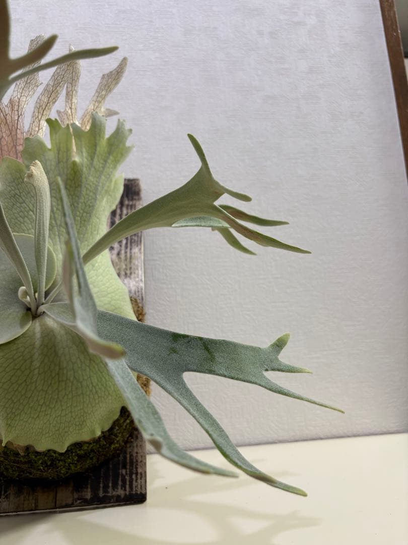 comolebi celso tatsuta 親株　ビカクシダ