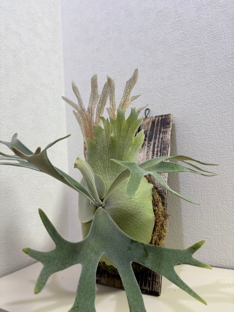 comolebi celso tatsuta 親株　ビカクシダ