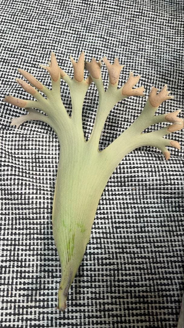 Hillii dwarf&curl 胞子