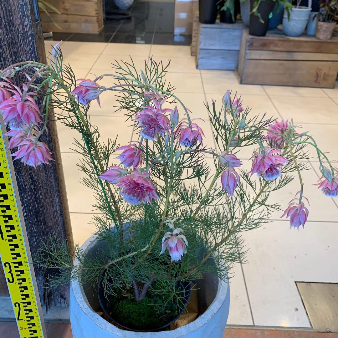 セルリア プリティピンク ファイバー鉢