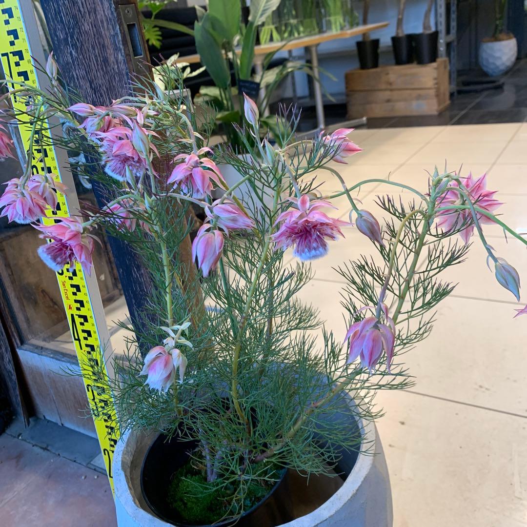 セルリア プリティピンク ファイバー鉢