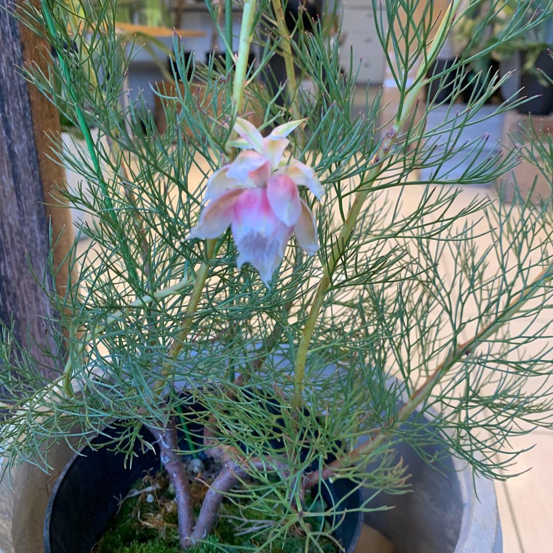 セルリア プリティピンク ファイバー鉢