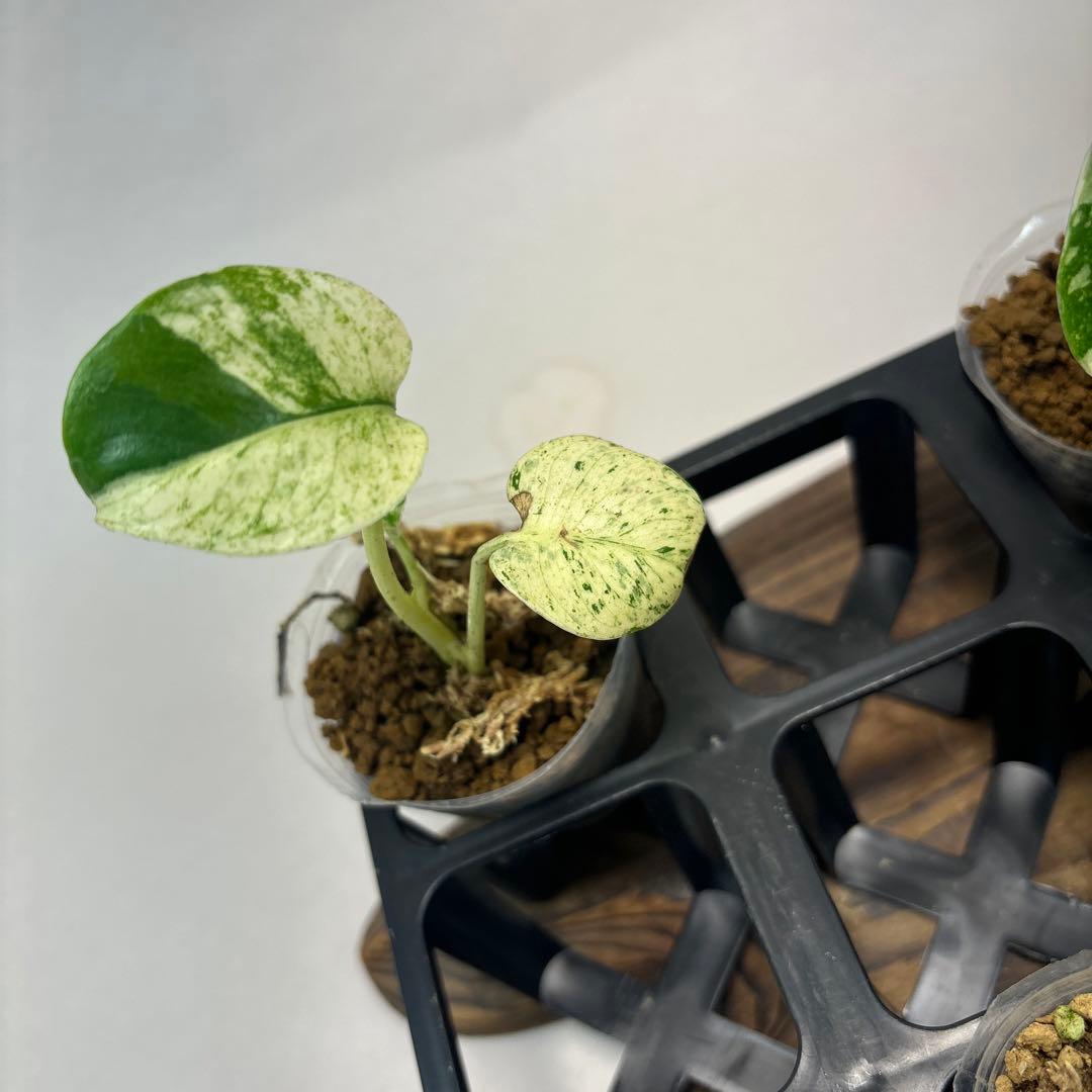 ア*)様 5株セットms74【特別選抜】ホワイトモンスター／天津蘭 モンステラ斑