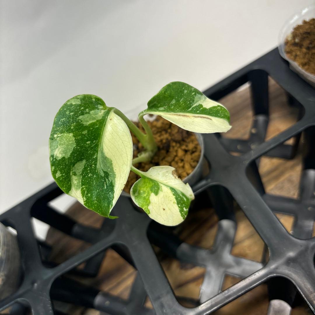 ア*)様 5株セットms74【特別選抜】ホワイトモンスター／天津蘭 モンステラ斑