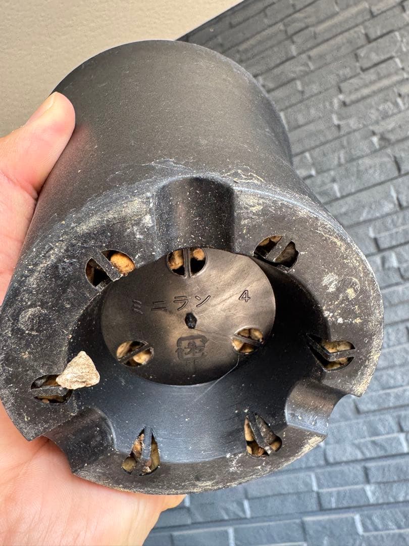 ☆極太株☆ オベサ　美模様　幅10cm 　ホリダ　ゼブラホリダ