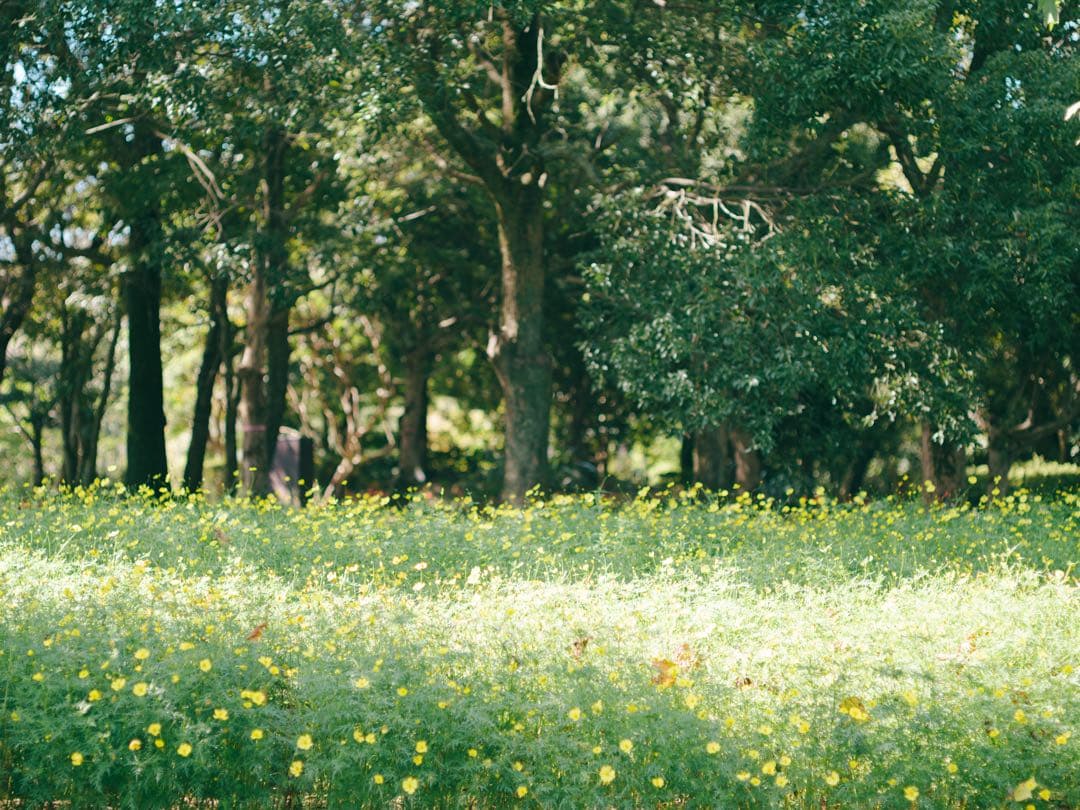 レンズ(単焦点) SMC PENTAX 67 105mm f2.4