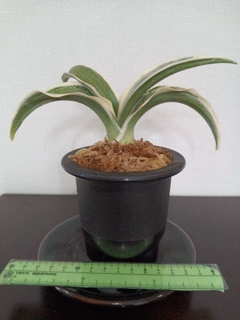 万年青「大八州」