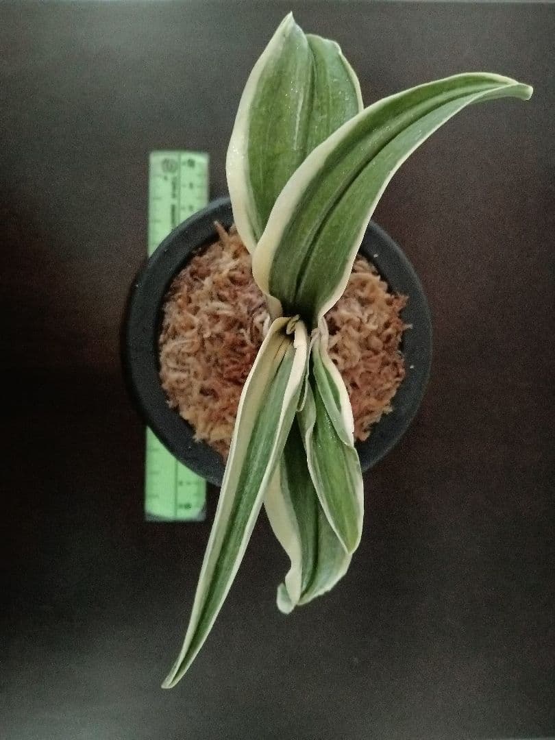 万年青「大八州」