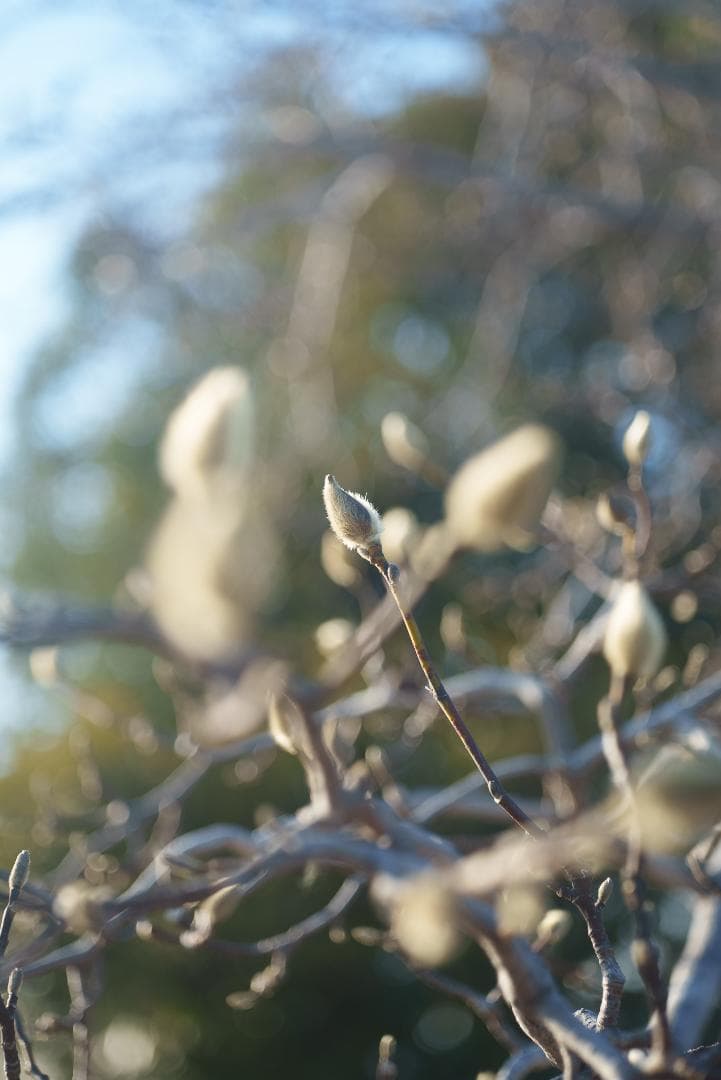 美品！赤エルマーダイヤ入！Redscale Elmar 50mm F3.5