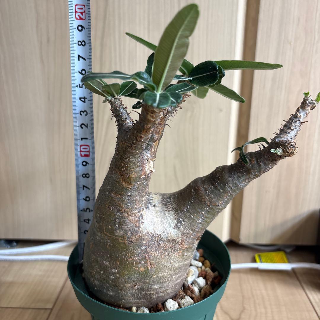 最終値下げ　パキポデュウムグラキリス　現地株発根済み