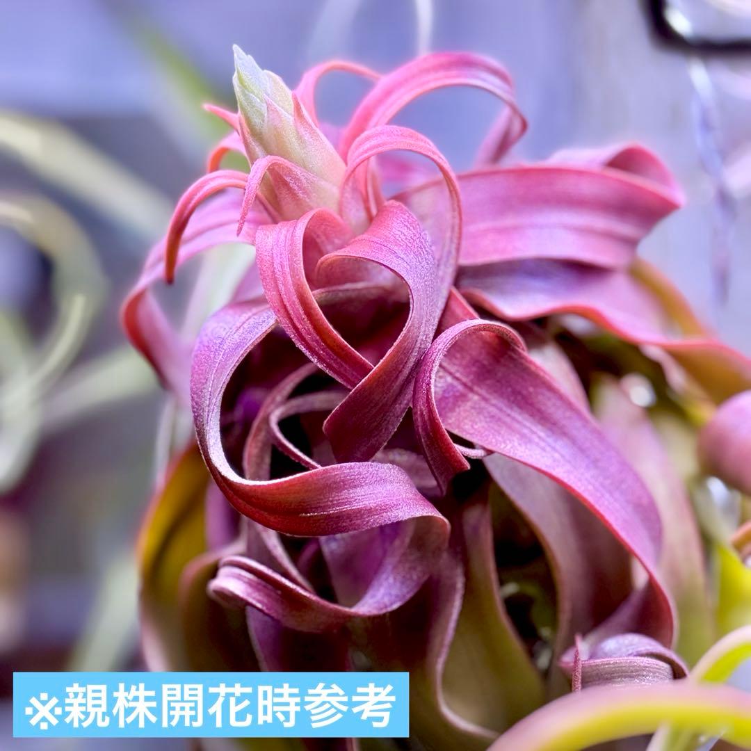 ホ*リ様 Tillandsia 'Red Robin'(レッドロビン)