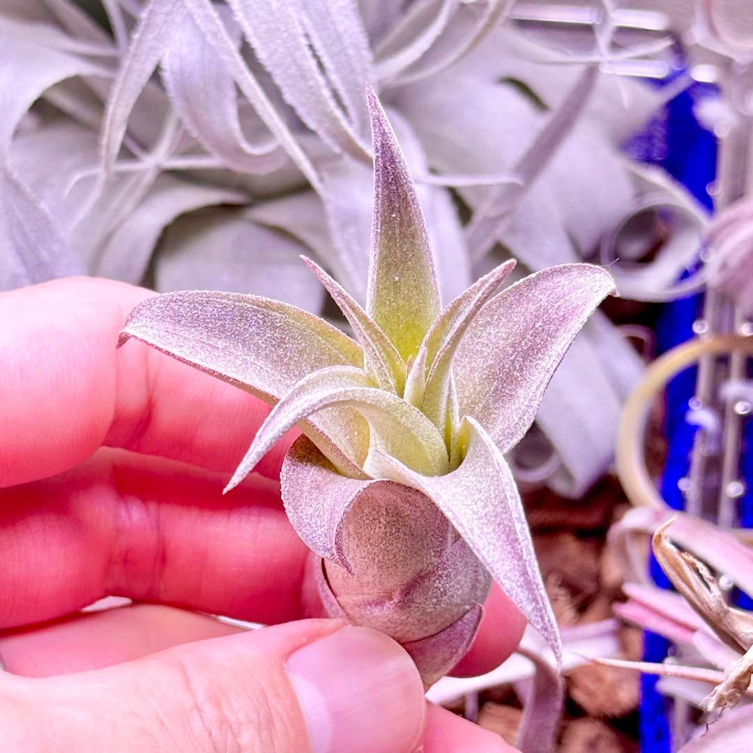 ホ*リ様 Tillandsia 'Red Robin'(レッドロビン)