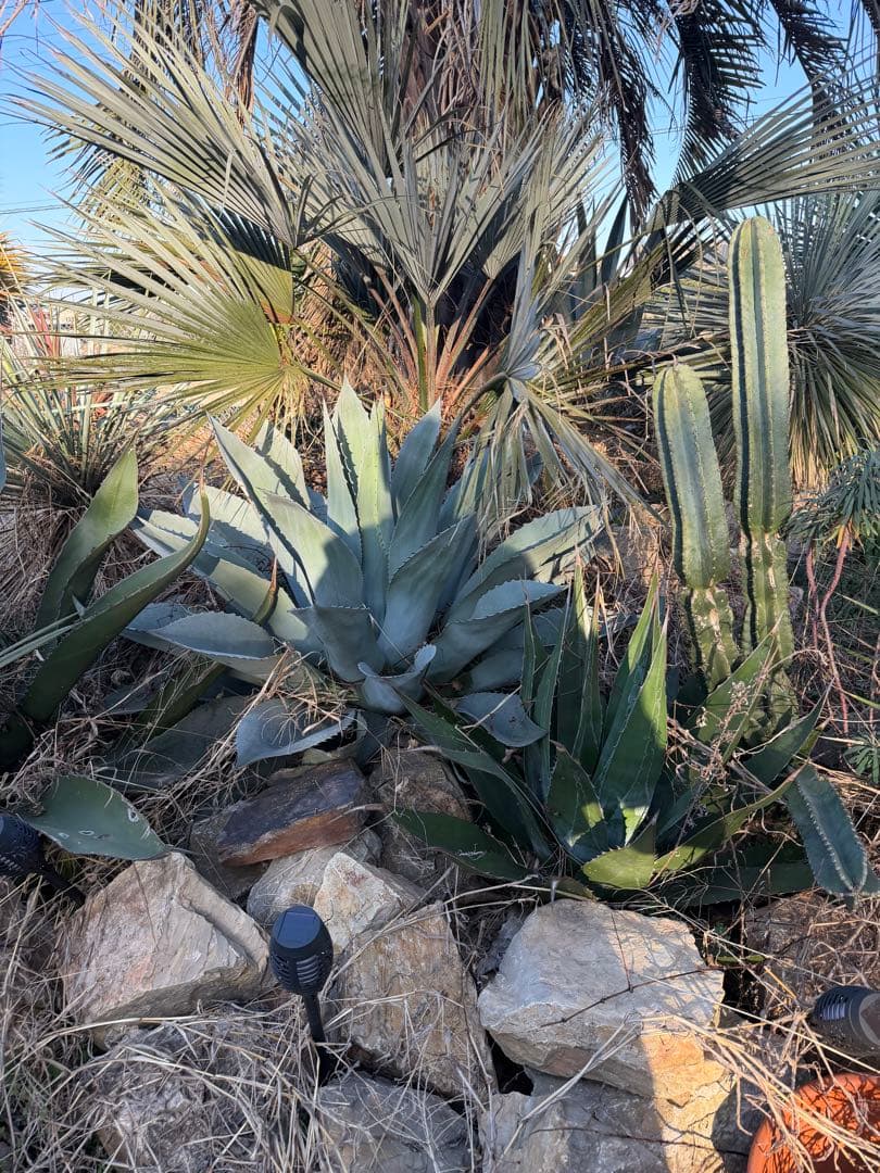 アガベ モンタナ