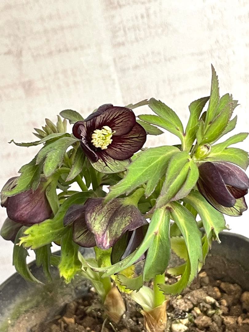 ⭐️専用　小輪トルカータス　ストロング　ベイン