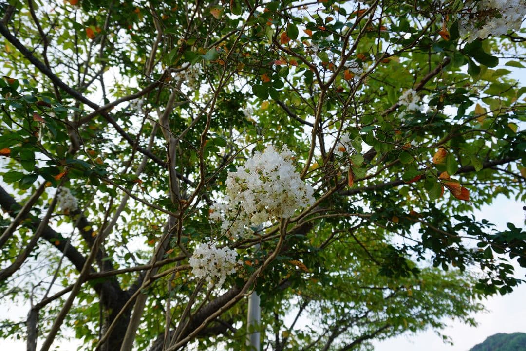 SONY α5100 ホワイト E 16-50mm