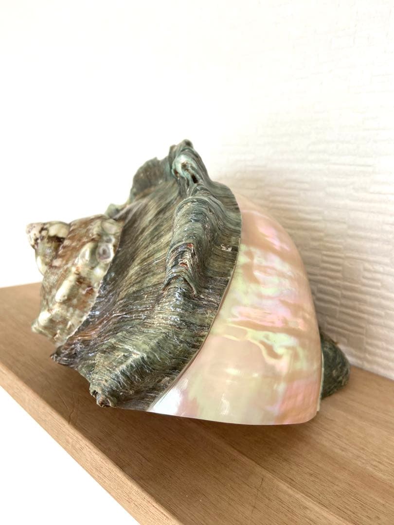 多色の貝殻 南の島 ゴージャスな置物 インテリア