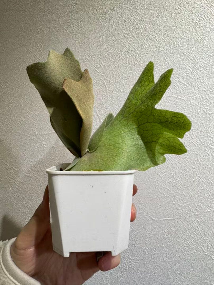 cotton cloud CCS from晴花 株分けpup ビカクシダ