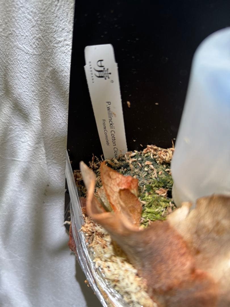 cotton cloud CCS from晴花 株分けpup ビカクシダ