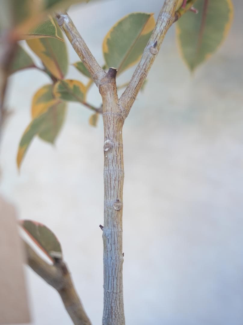 フィカスルビー 7号｜一点限り｜観葉植物販売 mamidori