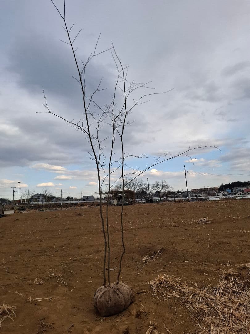 コハウチワカエデ 雑木 ――アオダモ アオハダ モミジ 山彩り ――