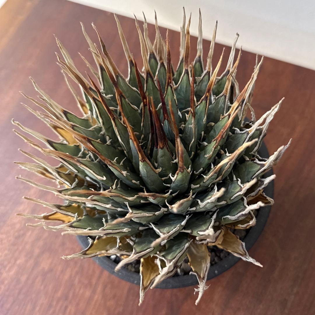 ユタエンシス・エボリスピナ　現地球　発根済み