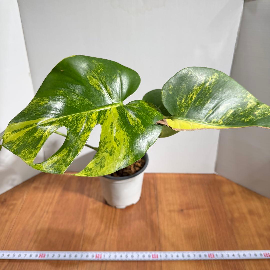 美斑　モンステラ　デリシオーサ　イエローマリリン　大