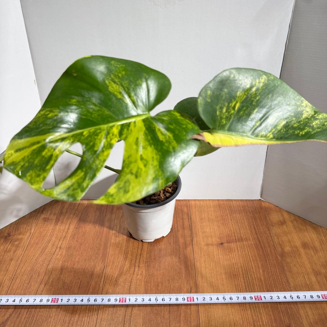 美斑　モンステラ　デリシオーサ　イエローマリリン　大
