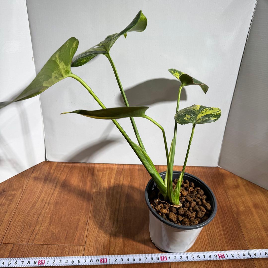 美斑　モンステラ　デリシオーサ　イエローマリリン　大