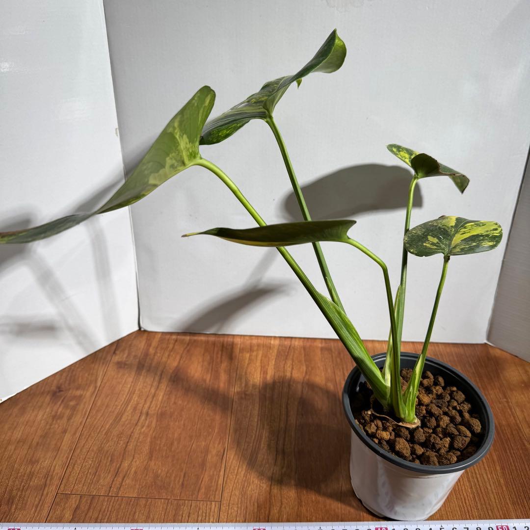 美斑　モンステラ　デリシオーサ　イエローマリリン　大