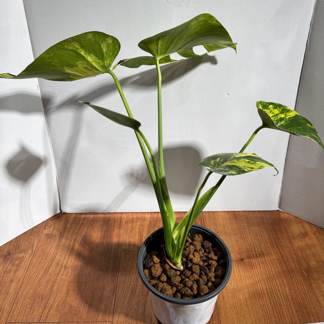 美斑　モンステラ　デリシオーサ　イエローマリリン　大