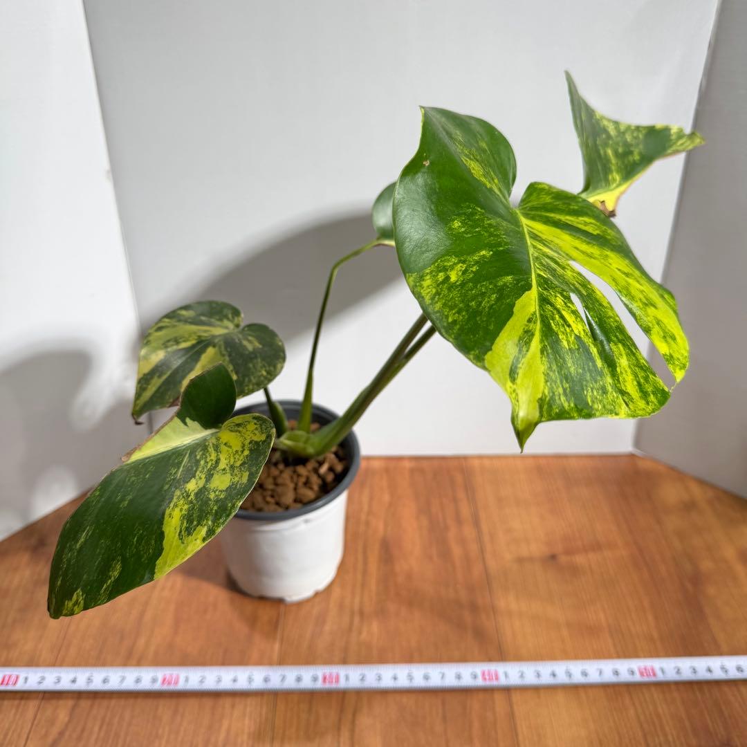 美斑　モンステラ　デリシオーサ　イエローマリリン　大