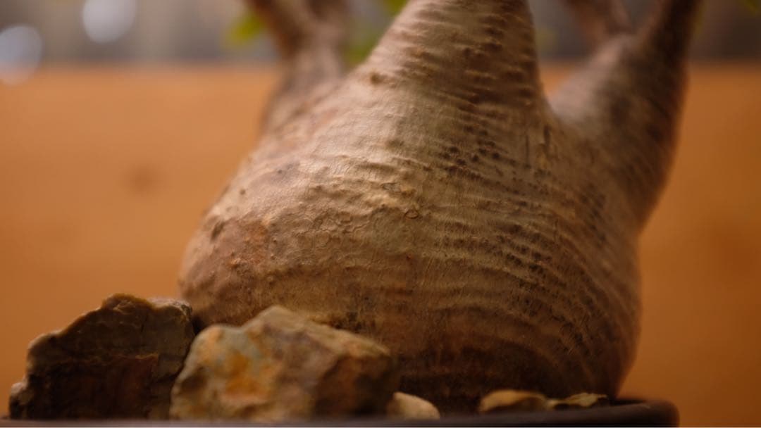 美形 パキポディウム グラキリス①　発根済