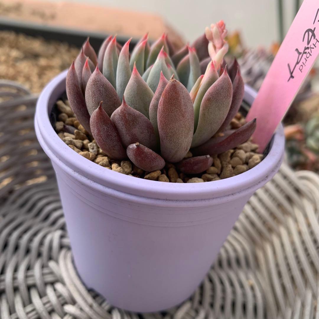 ルイパパ苗　ルイママ　中里リンゼアナ　× 青鬼　札付き