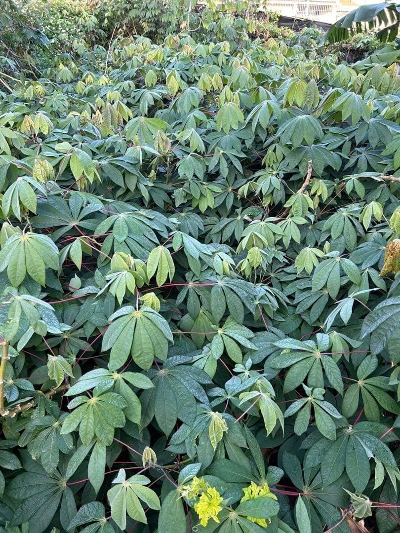 官能的な旨味と甘味。超高級★キャッサバ・ゴールドSS★挿し木枝。80サイズ箱満杯