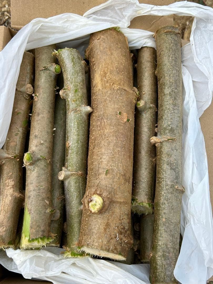 官能的な旨味と甘味。超高級★キャッサバ・ゴールドSS★挿し木枝。80サイズ箱満杯